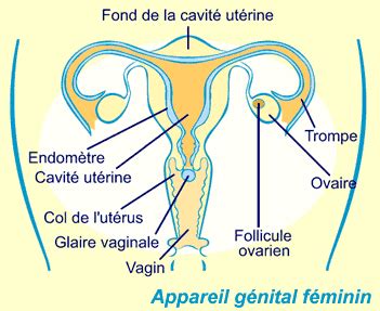 Sexe vaginal classique Escorte Huy